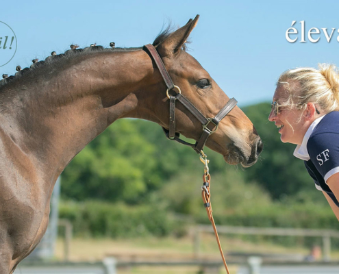 HARAS-DE-BRULLEMAIL