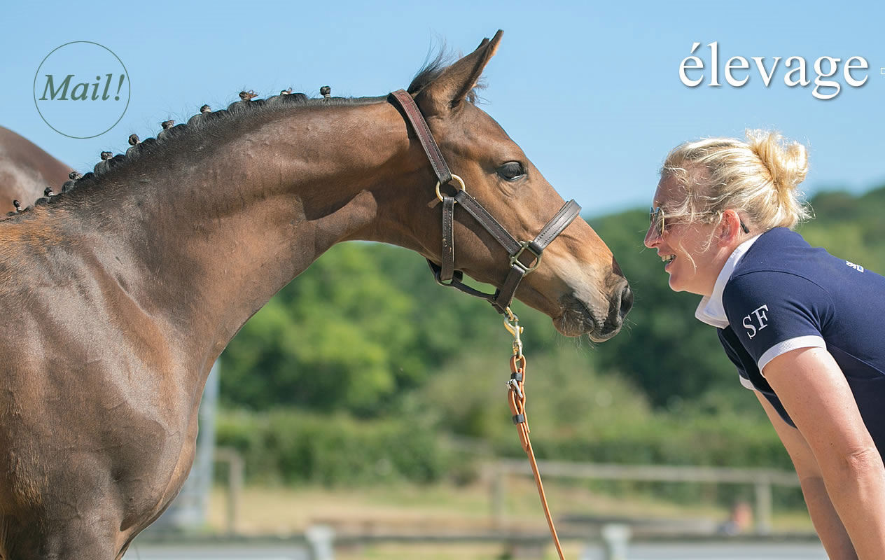 Haras-de-Brullemail