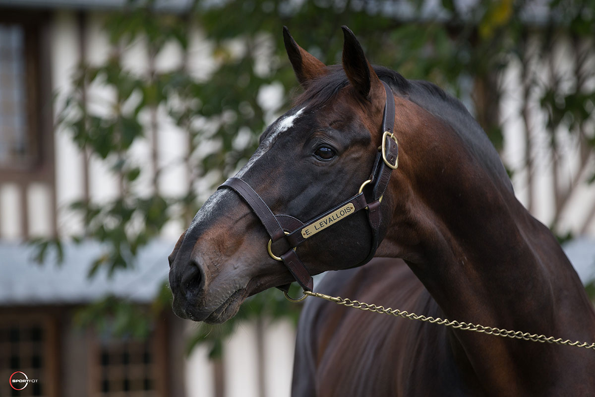 Haras-de-Semilly