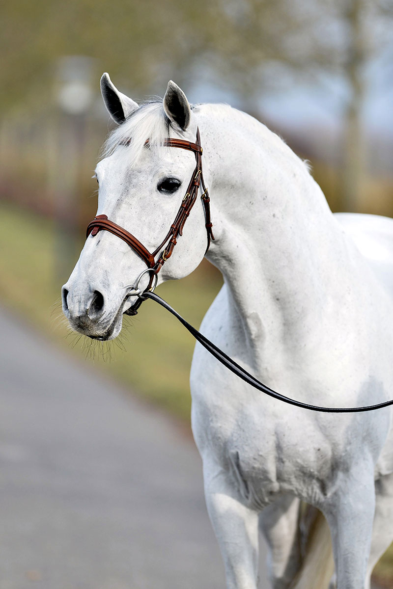 WINNINGMOOD VAN DE ARENBERG