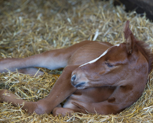 Haras de SEMILLY