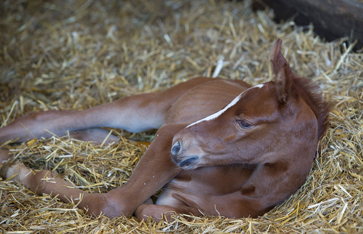 Haras de SEMILLY