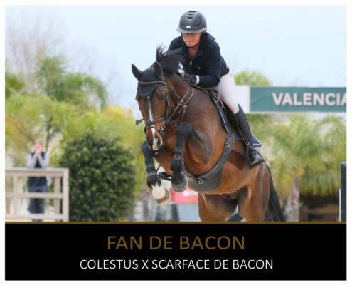 Fan de Bacon étalon SF