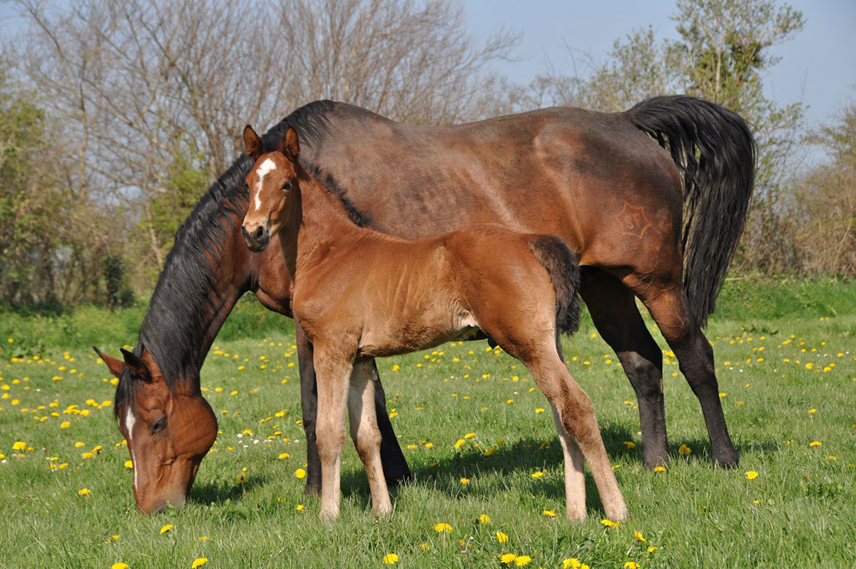 HARAS DE SEMILLY