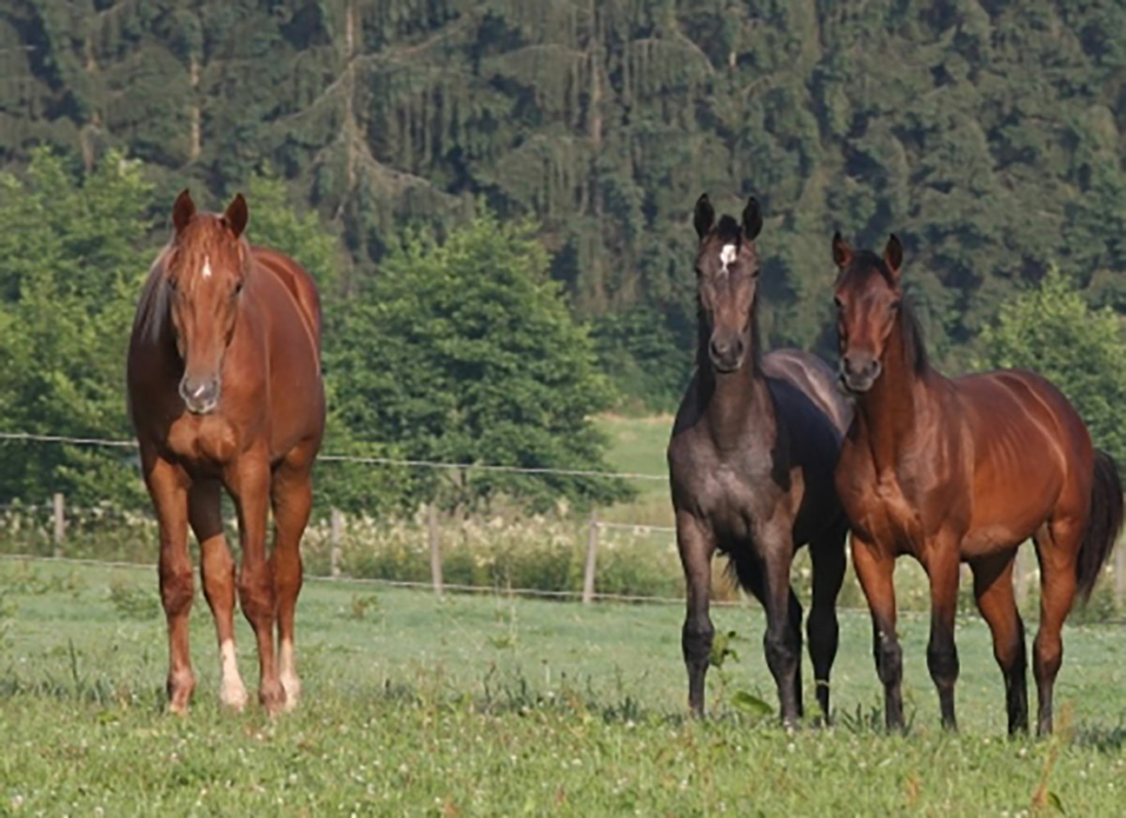 Elevage DES BLES